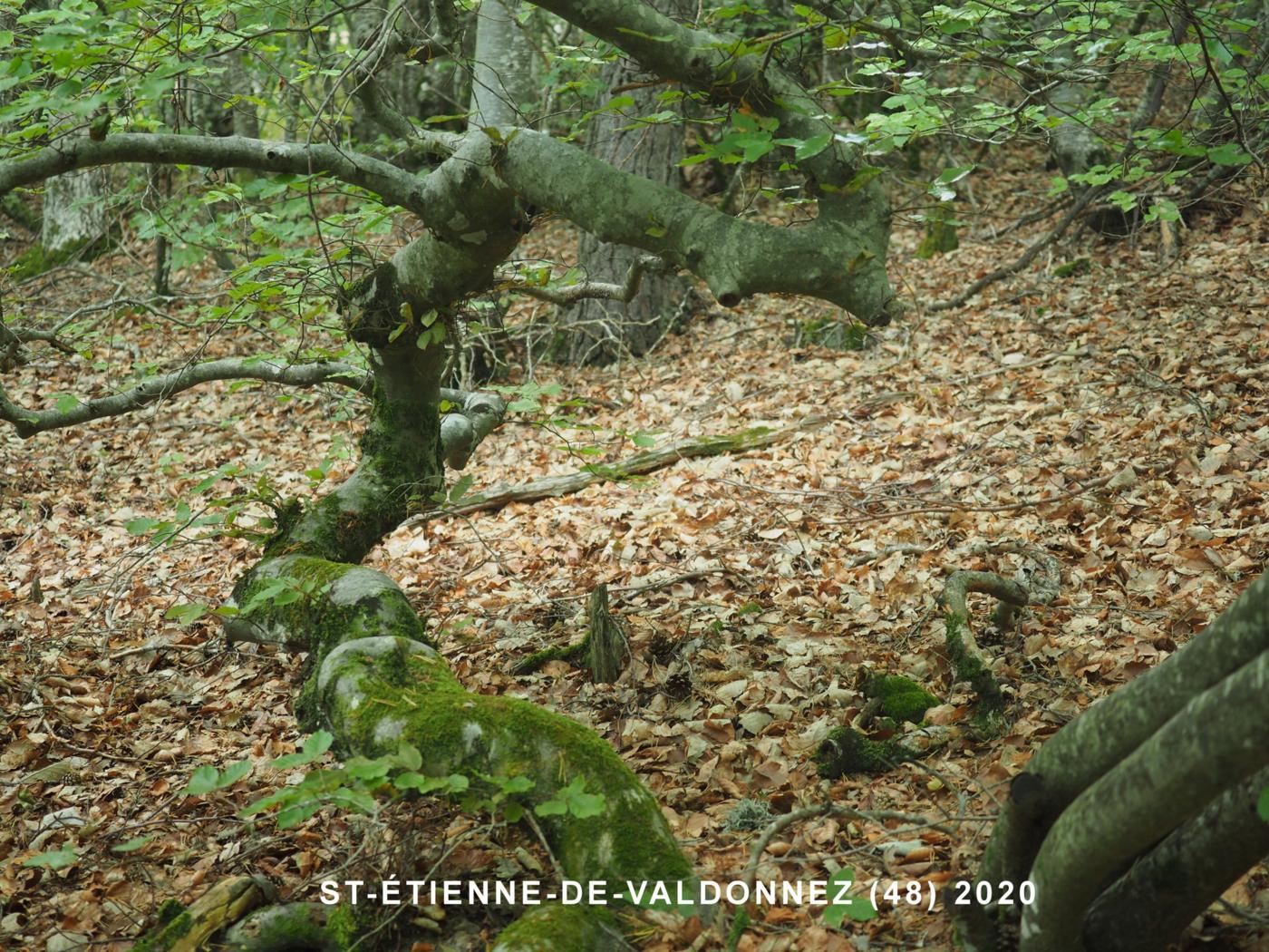 Beech, Contorted plant